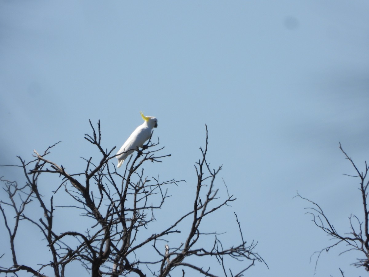 gultoppkakadu - ML644729772