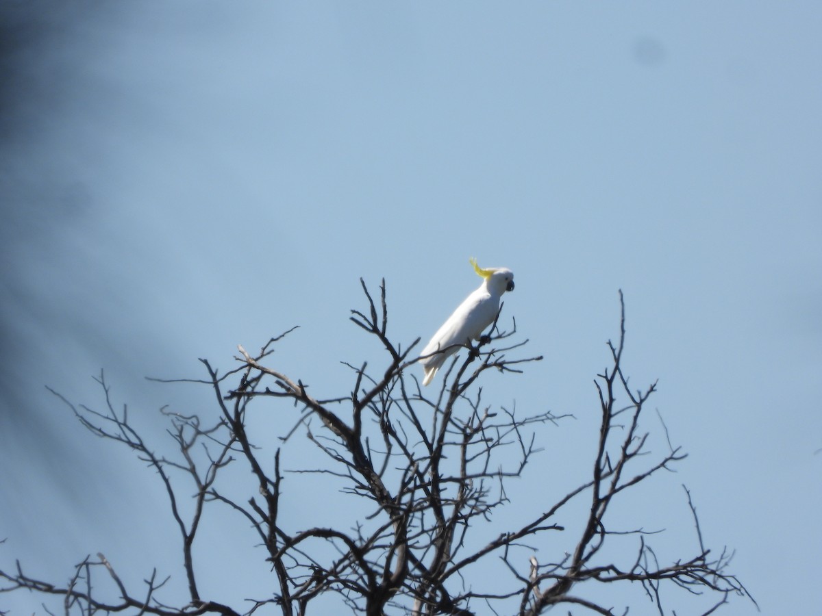 gultoppkakadu - ML644729773