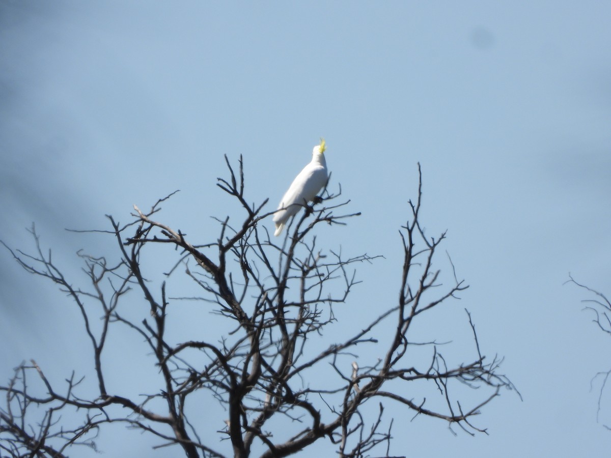 gultoppkakadu - ML644729774