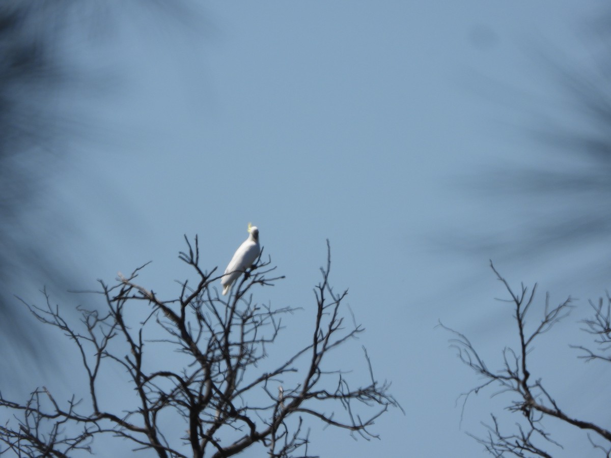 gultoppkakadu - ML644729775