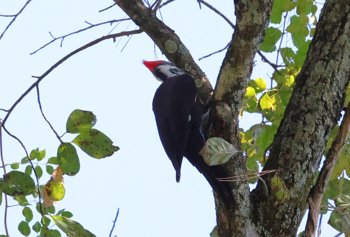Pileated Woodpecker - ML644729777