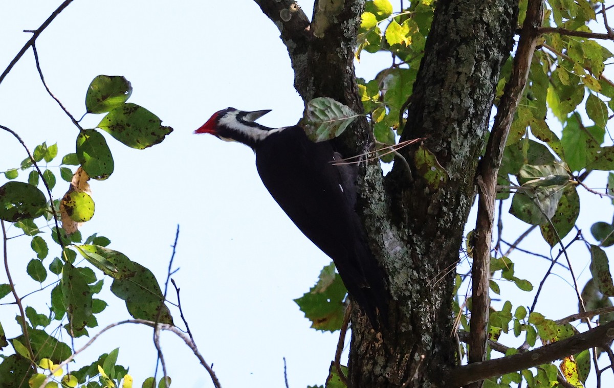 Pileated Woodpecker - ML644729778