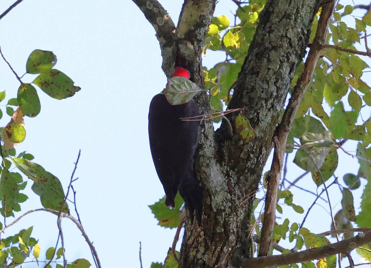 Pileated Woodpecker - ML644729779