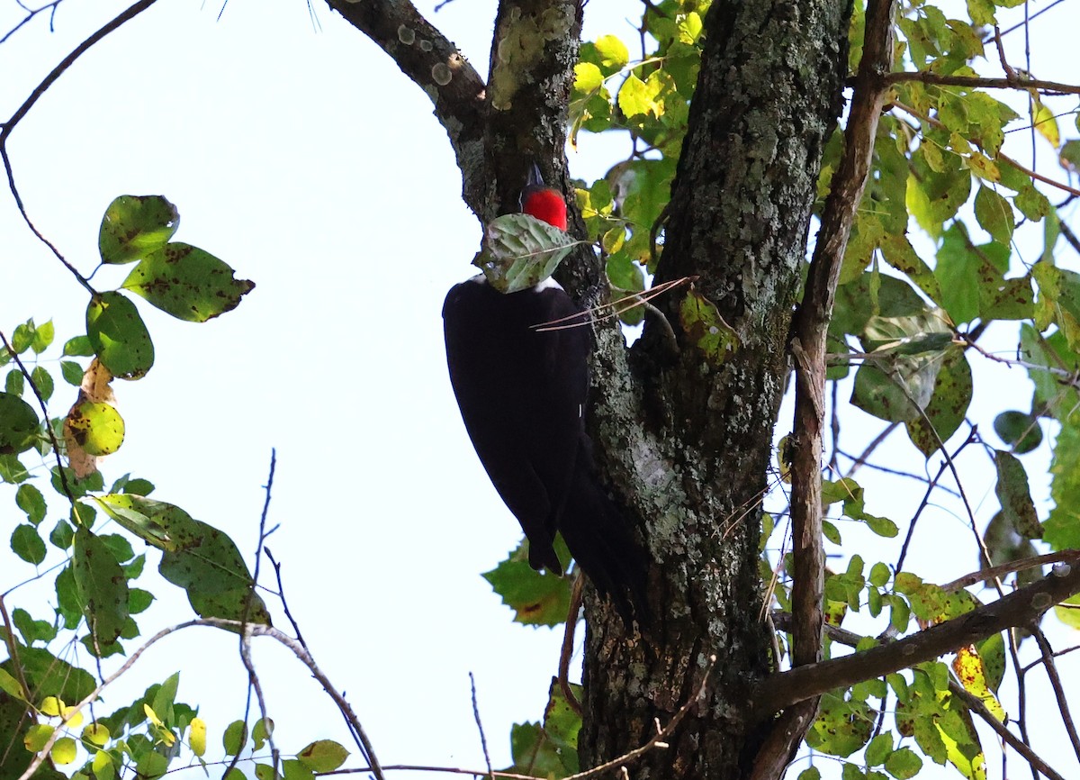Pileated Woodpecker - ML644729780