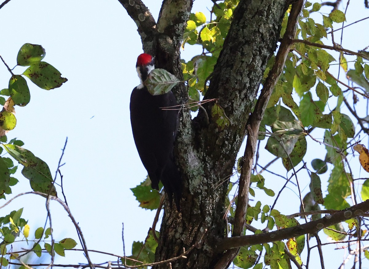 Pileated Woodpecker - ML644729781