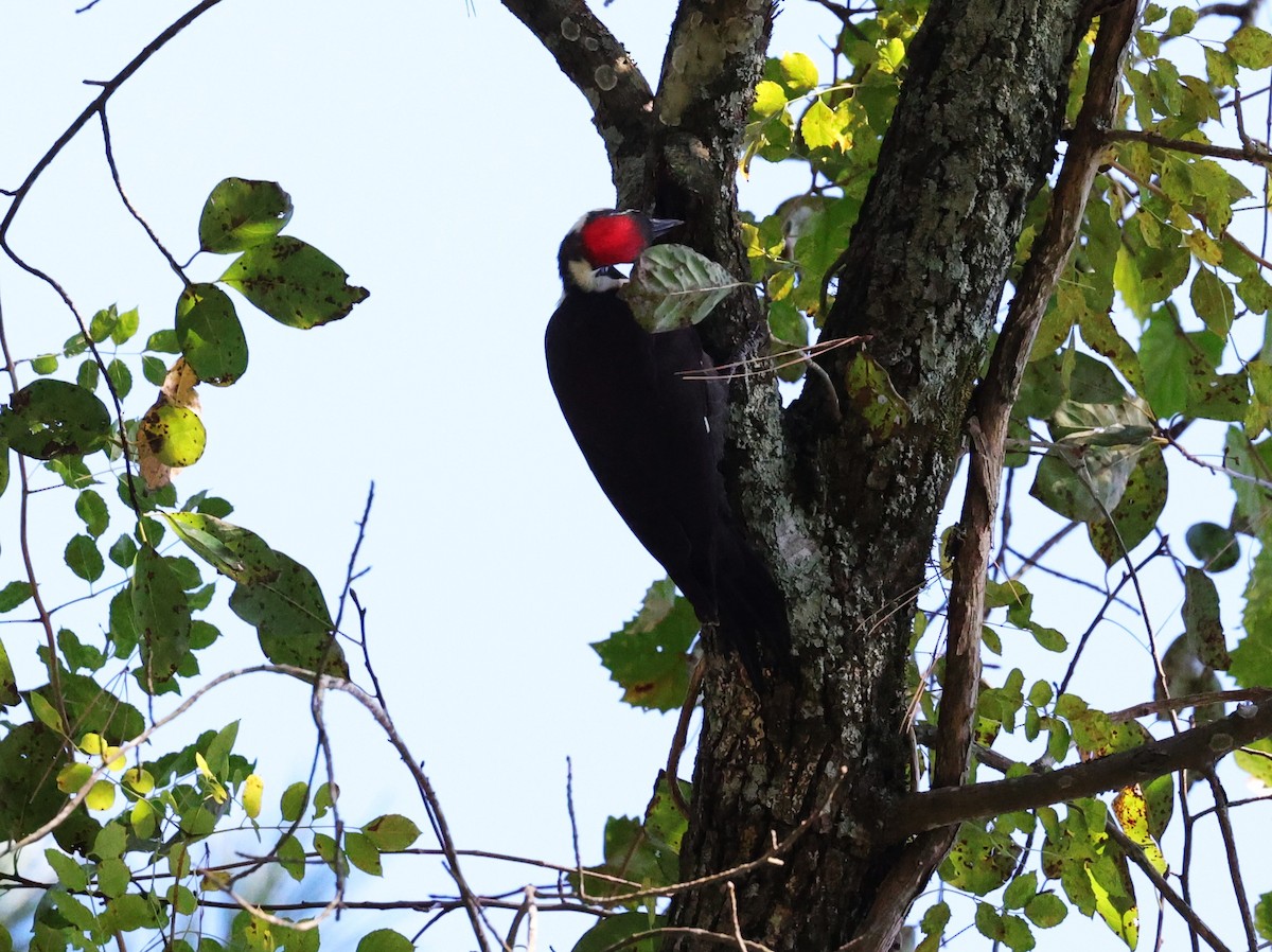 Pileated Woodpecker - ML644729782