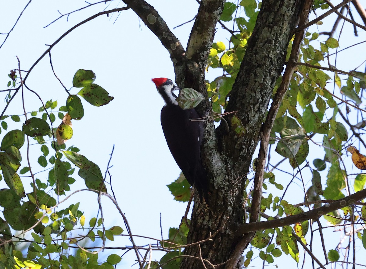 Pileated Woodpecker - ML644729783