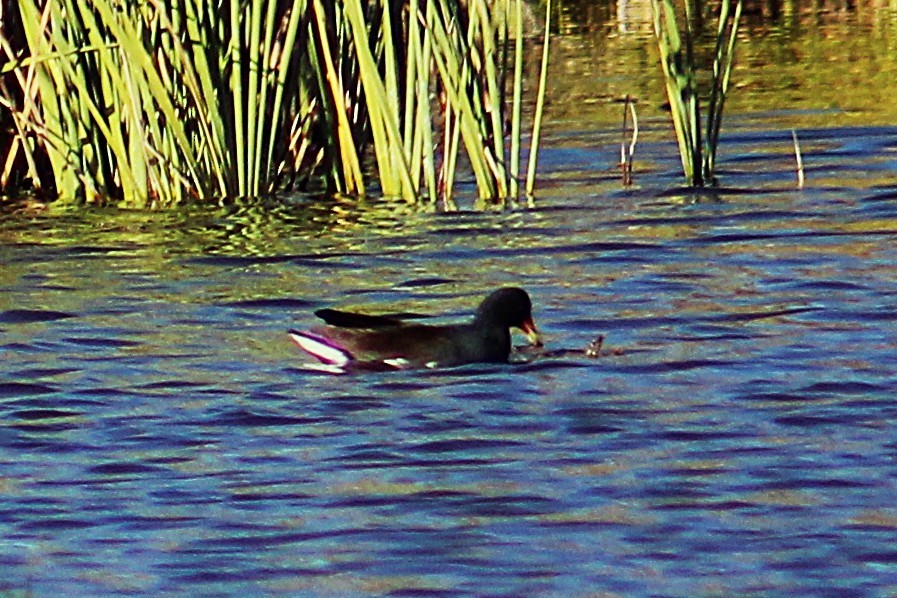 アメリカバン - ML644729785