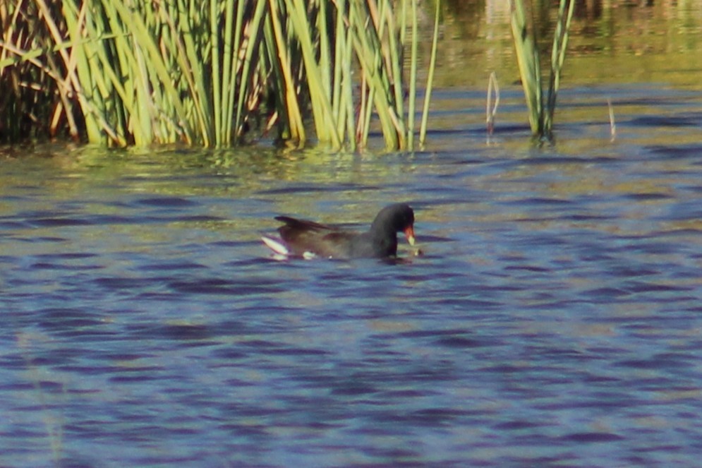 アメリカバン - ML644729786