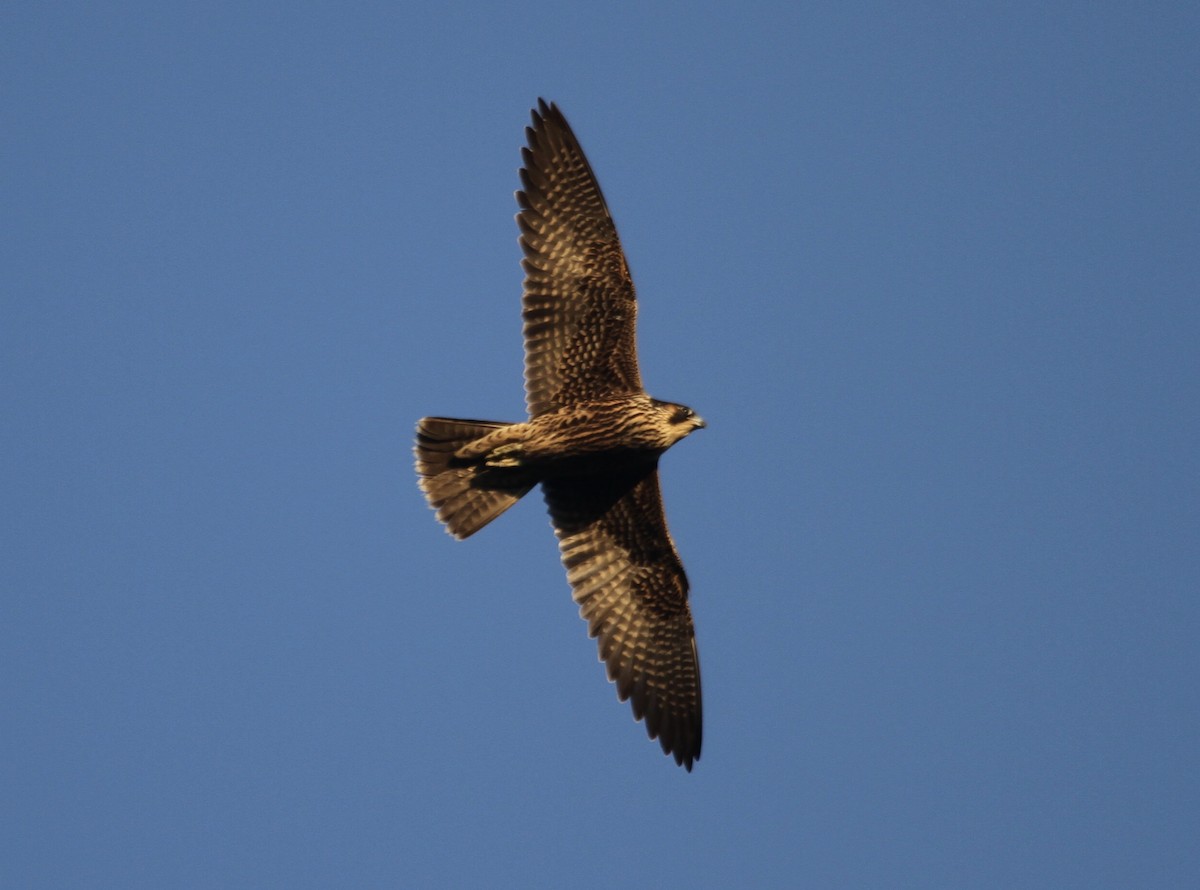 Faucon pèlerin - ML644729794