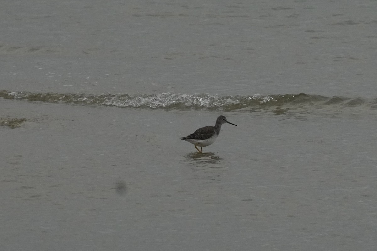 オオキアシシギ - ML644729797