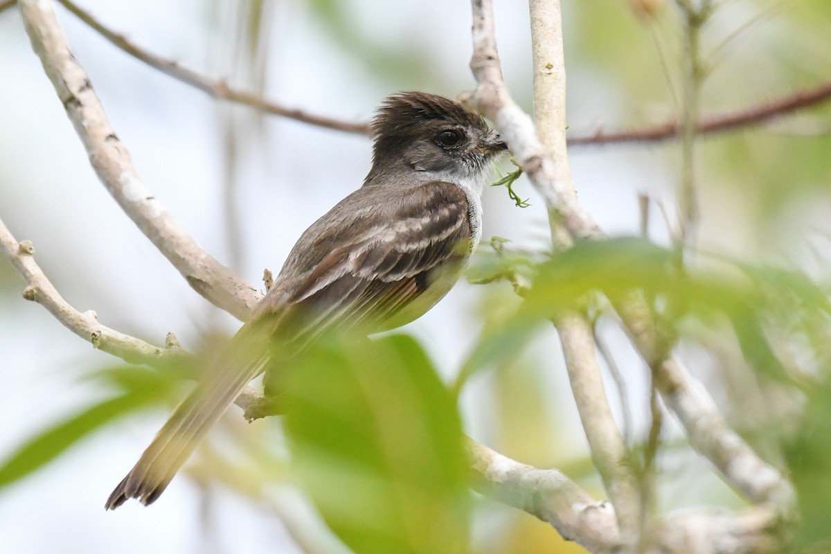 Stolid Flycatcher - ML644729798