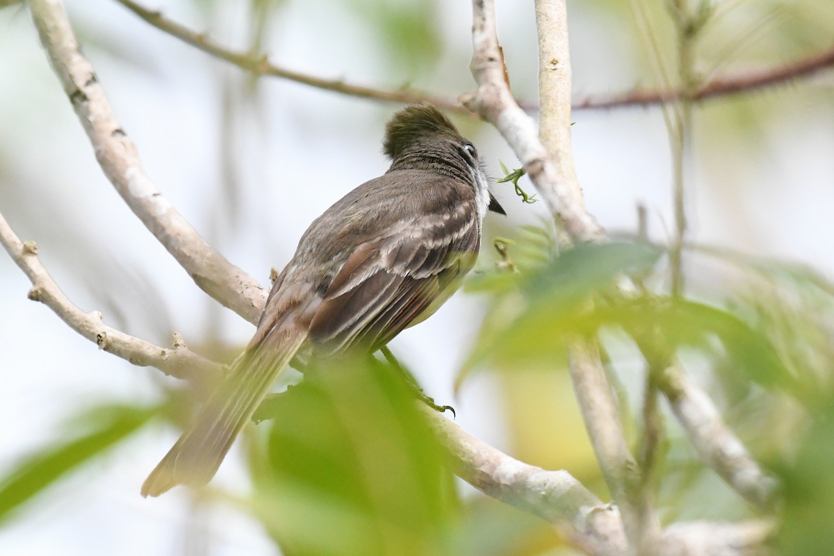 Stolid Flycatcher - ML644729800