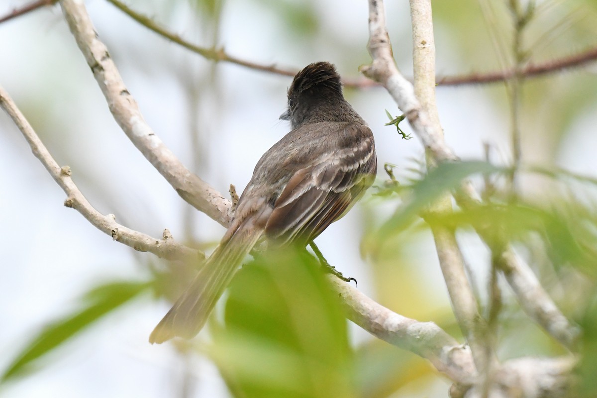 Stolid Flycatcher - ML644729801