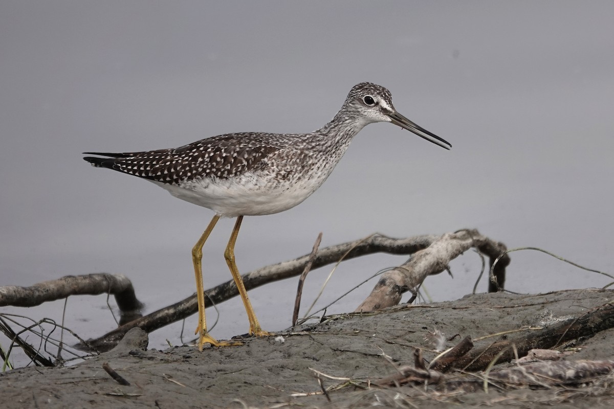 オオキアシシギ - ML644729812