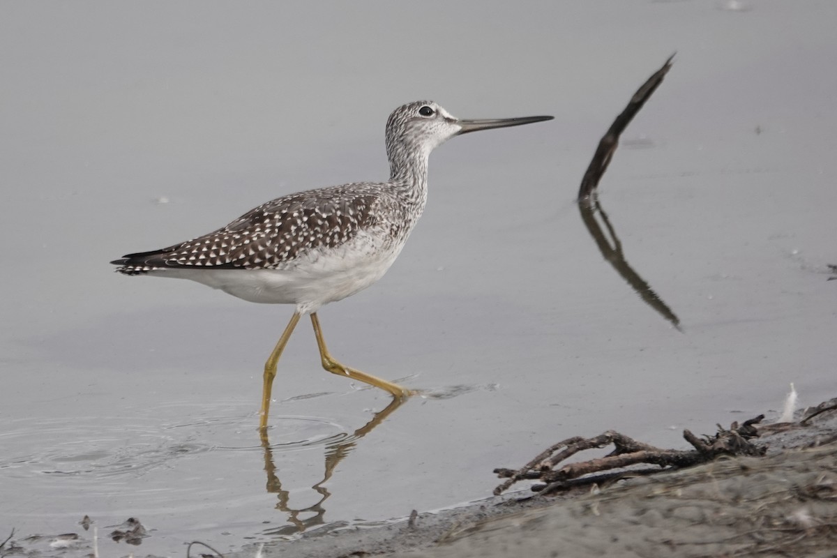 オオキアシシギ - ML644729814