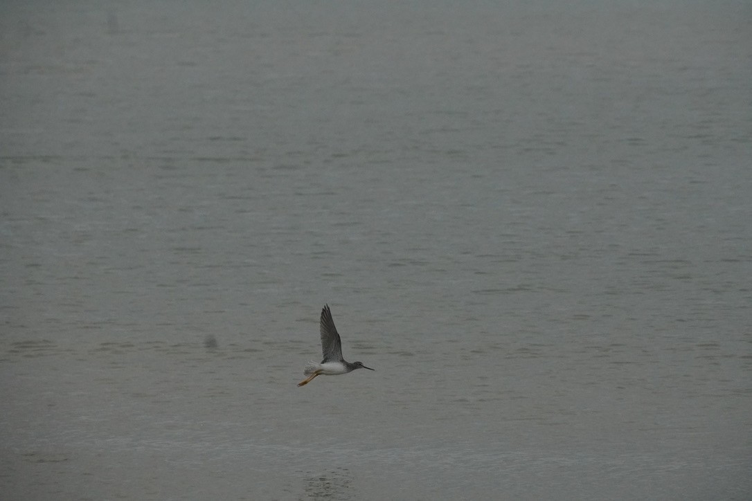 オオキアシシギ - ML644729821