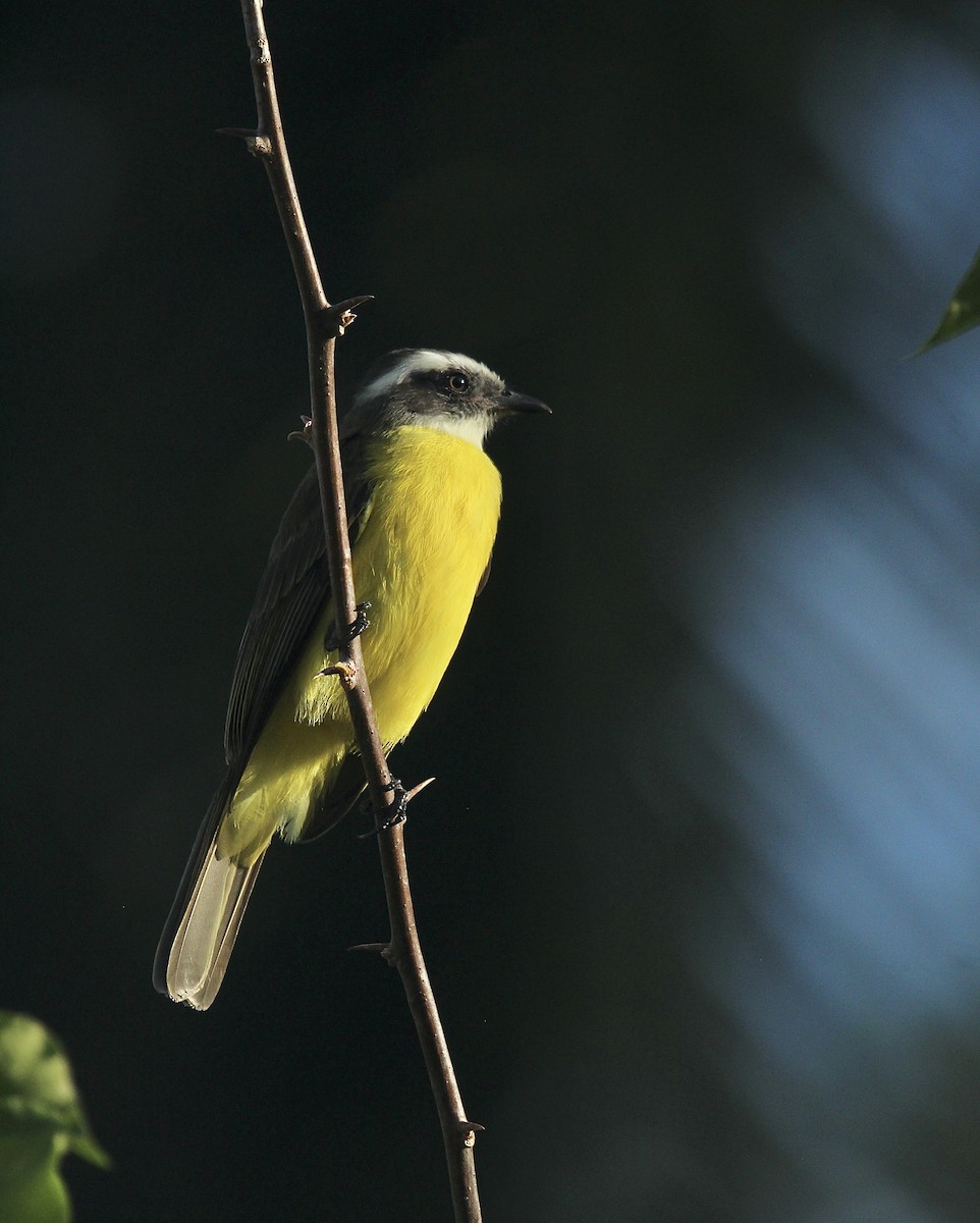 Красношапочный бентеви - ML644729824