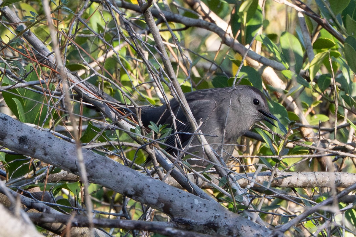 Miaulari grisa - ML644729827