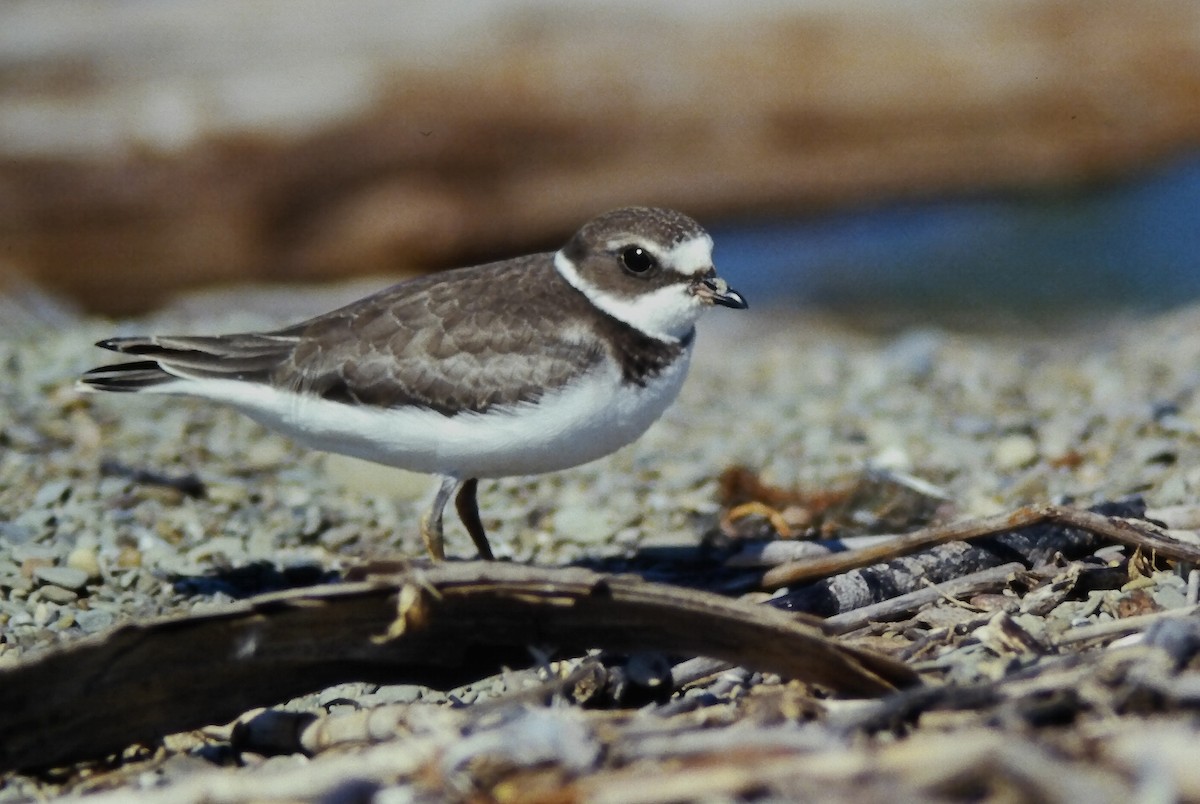 Пісочник канадський - ML644729831