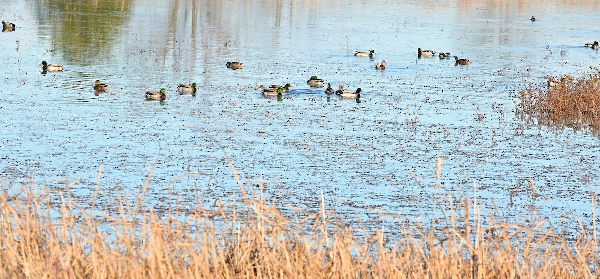 Mallard - ML644729832