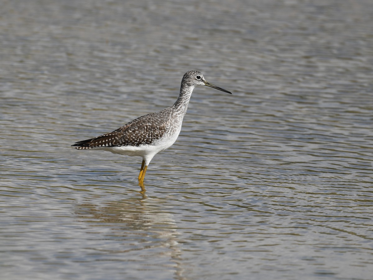 オオキアシシギ - ML644729835