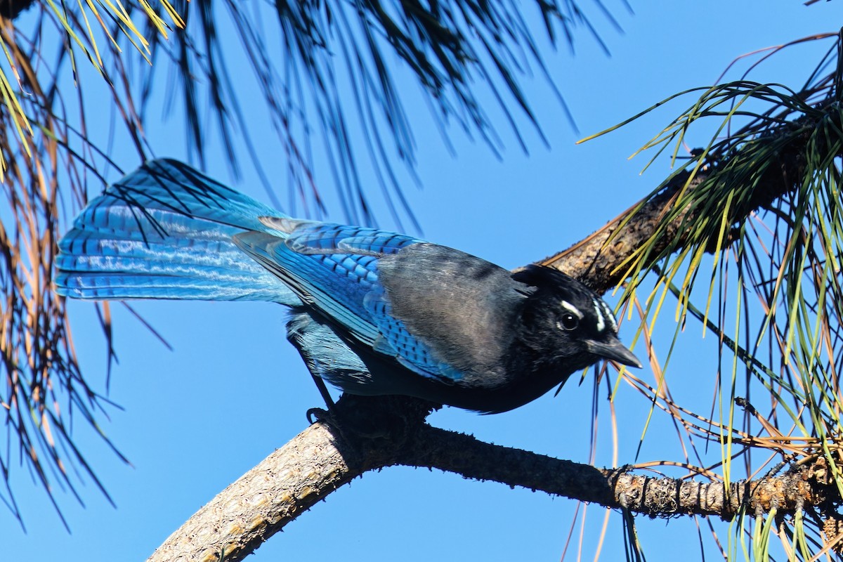 Steller's Jay (Southwest Interior) - ML644729836