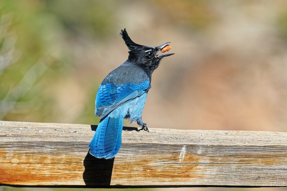 Steller's Jay (Southwest Interior) - ML644729837