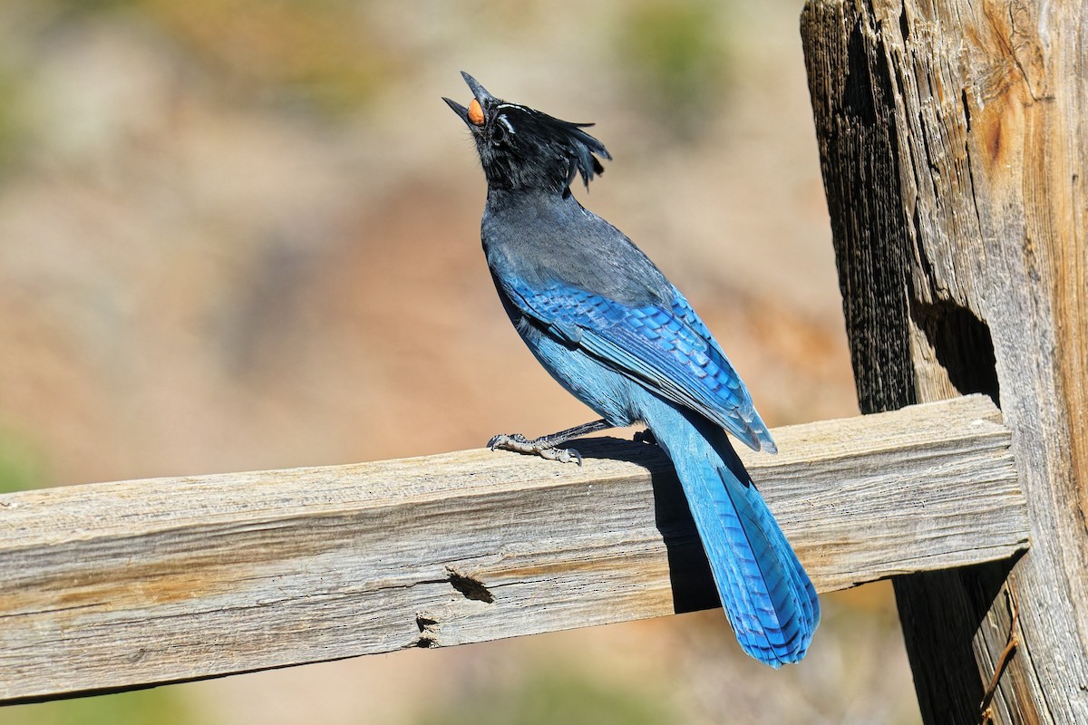 Steller's Jay (Southwest Interior) - ML644729838