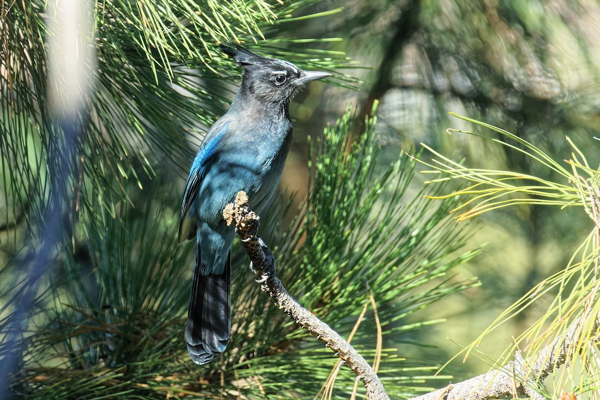 Steller's Jay (Southwest Interior) - ML644729839