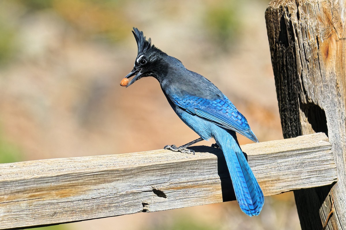 Steller's Jay (Southwest Interior) - ML644729840