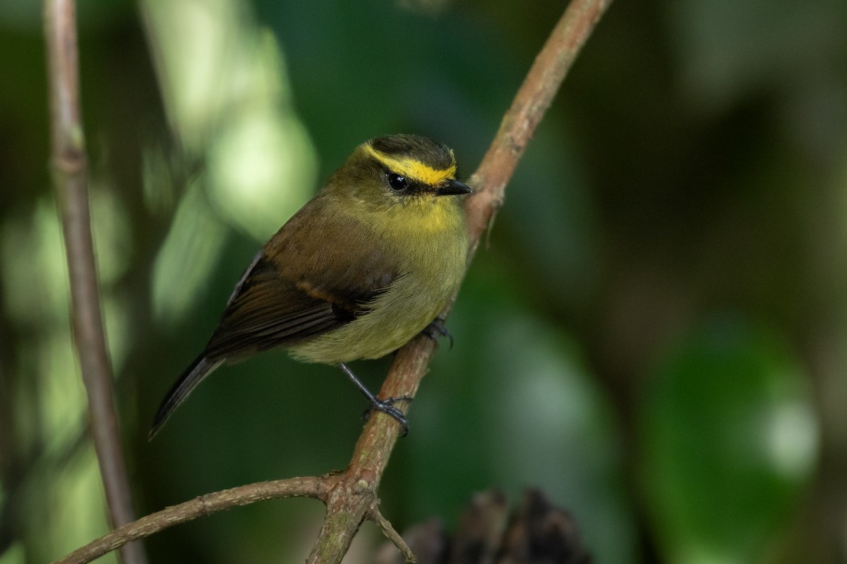 キバラヒタキタイランチョウ - ML644729844