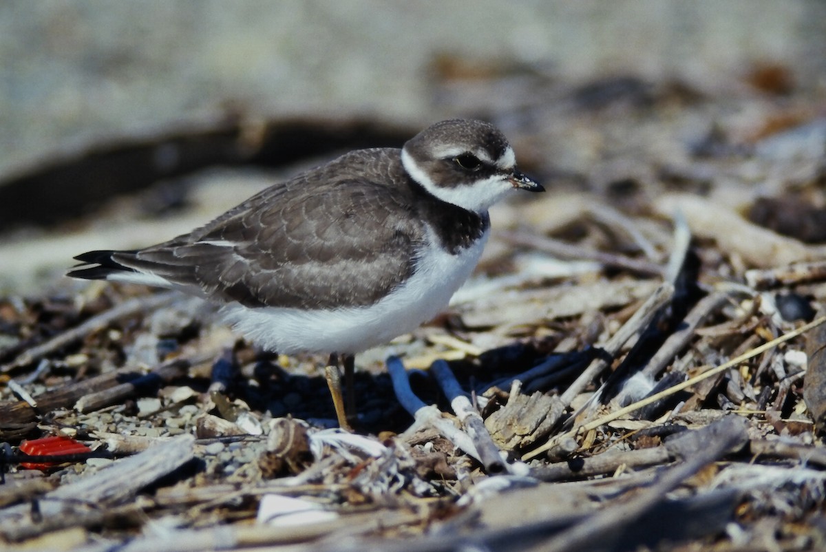 Пісочник канадський - ML644729849
