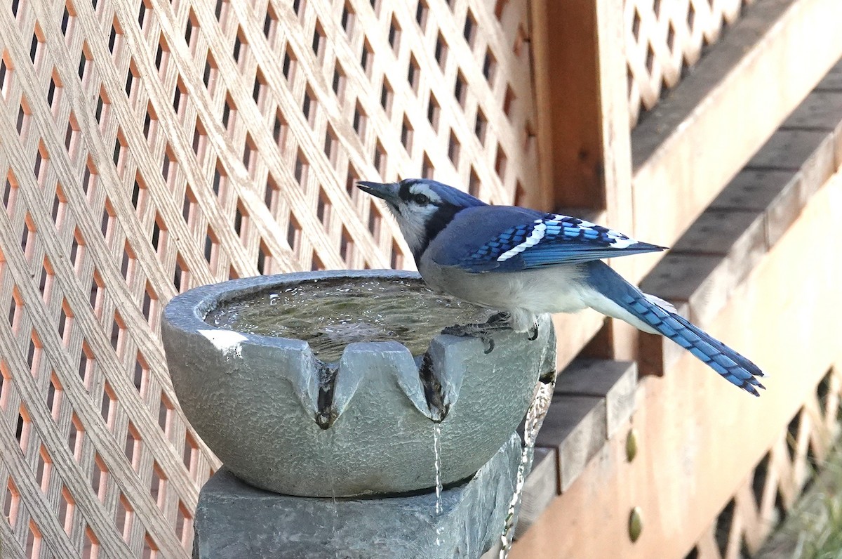 Blue Jay - ML644729860