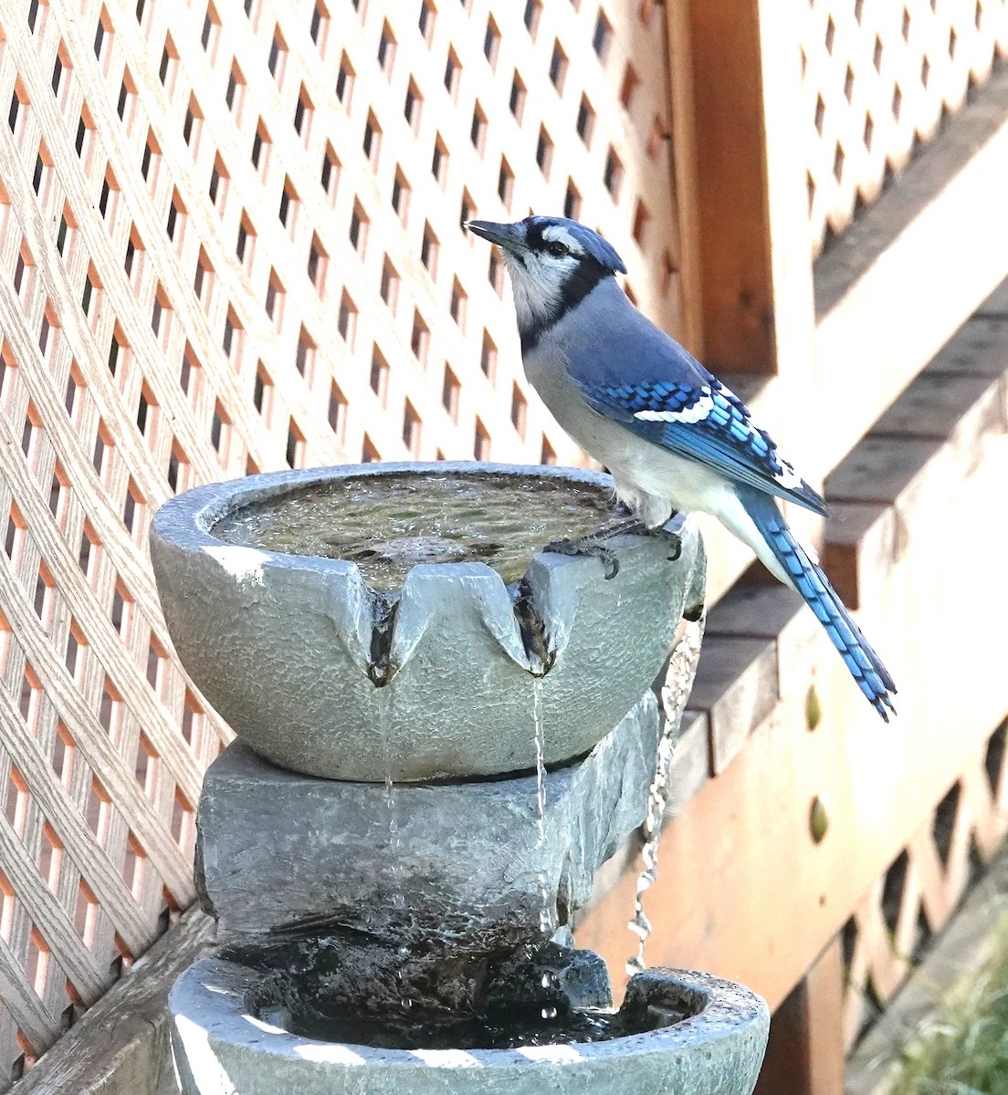 Blue Jay - ML644729863