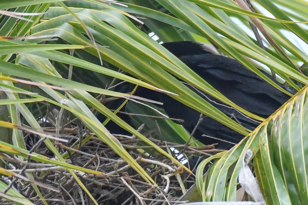 White-necked Crow - ML644729864