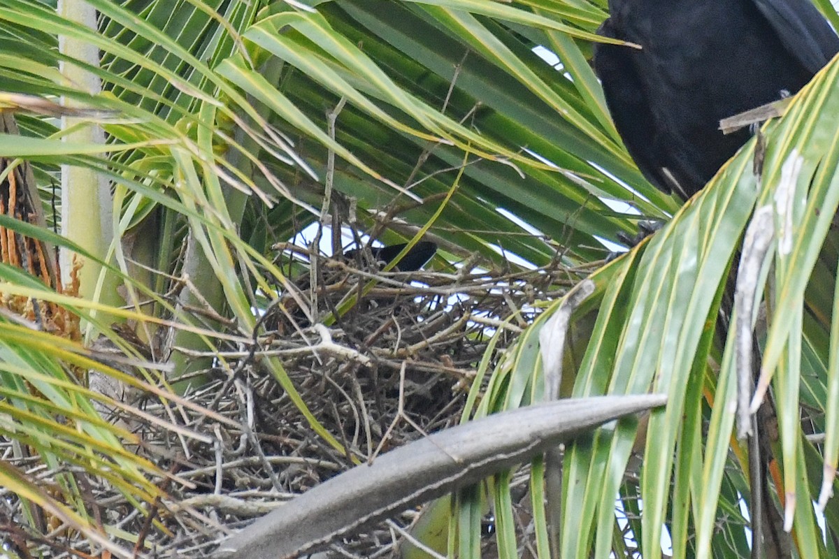 White-necked Crow - ML644729874