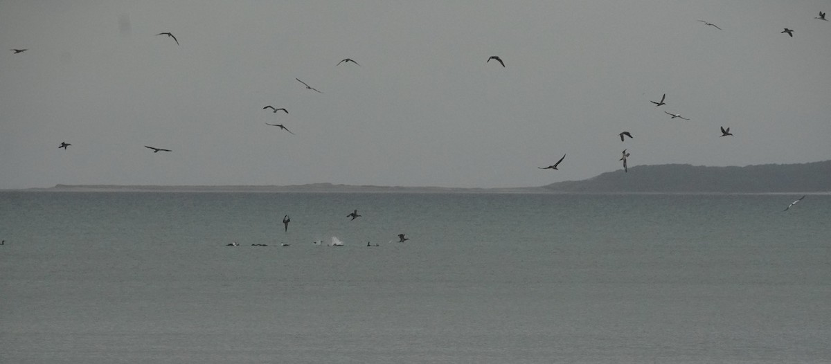 Northern Gannet - ML644729884