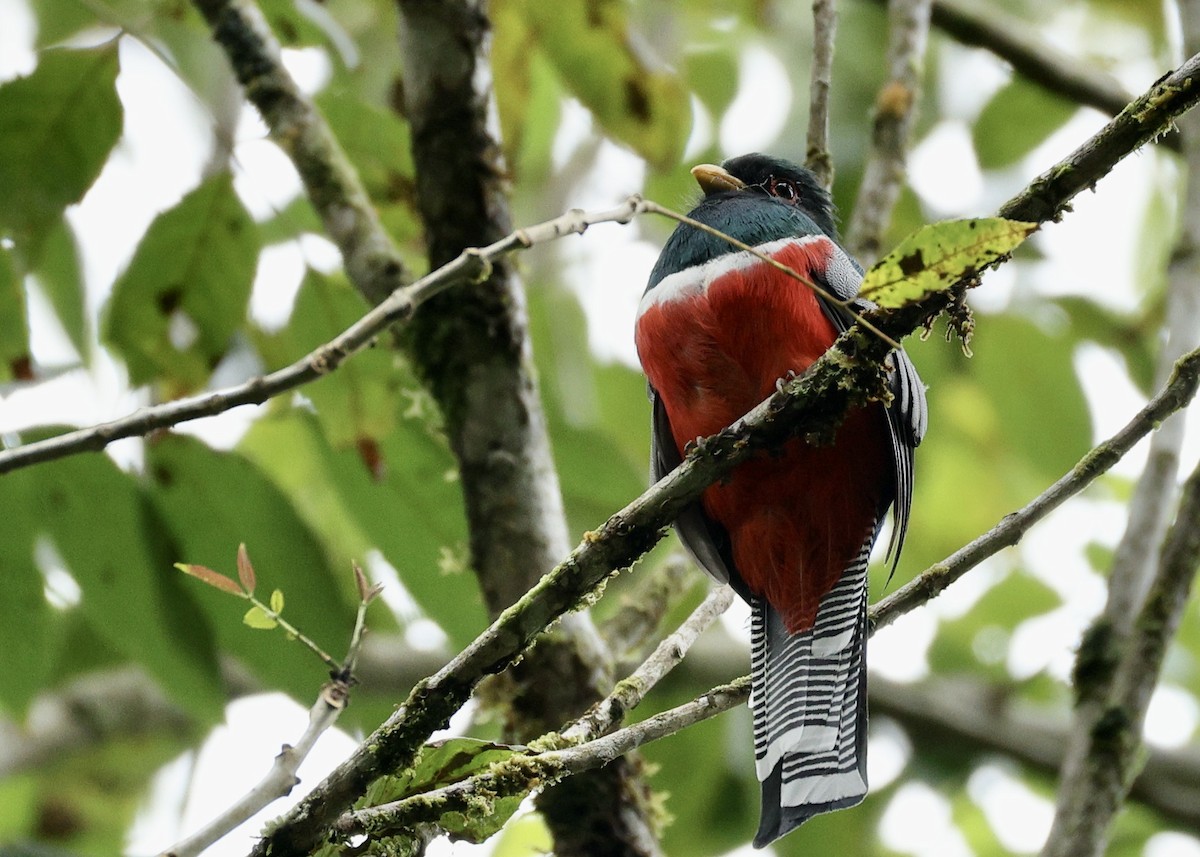 クビワキヌバネドリ - ML644729901