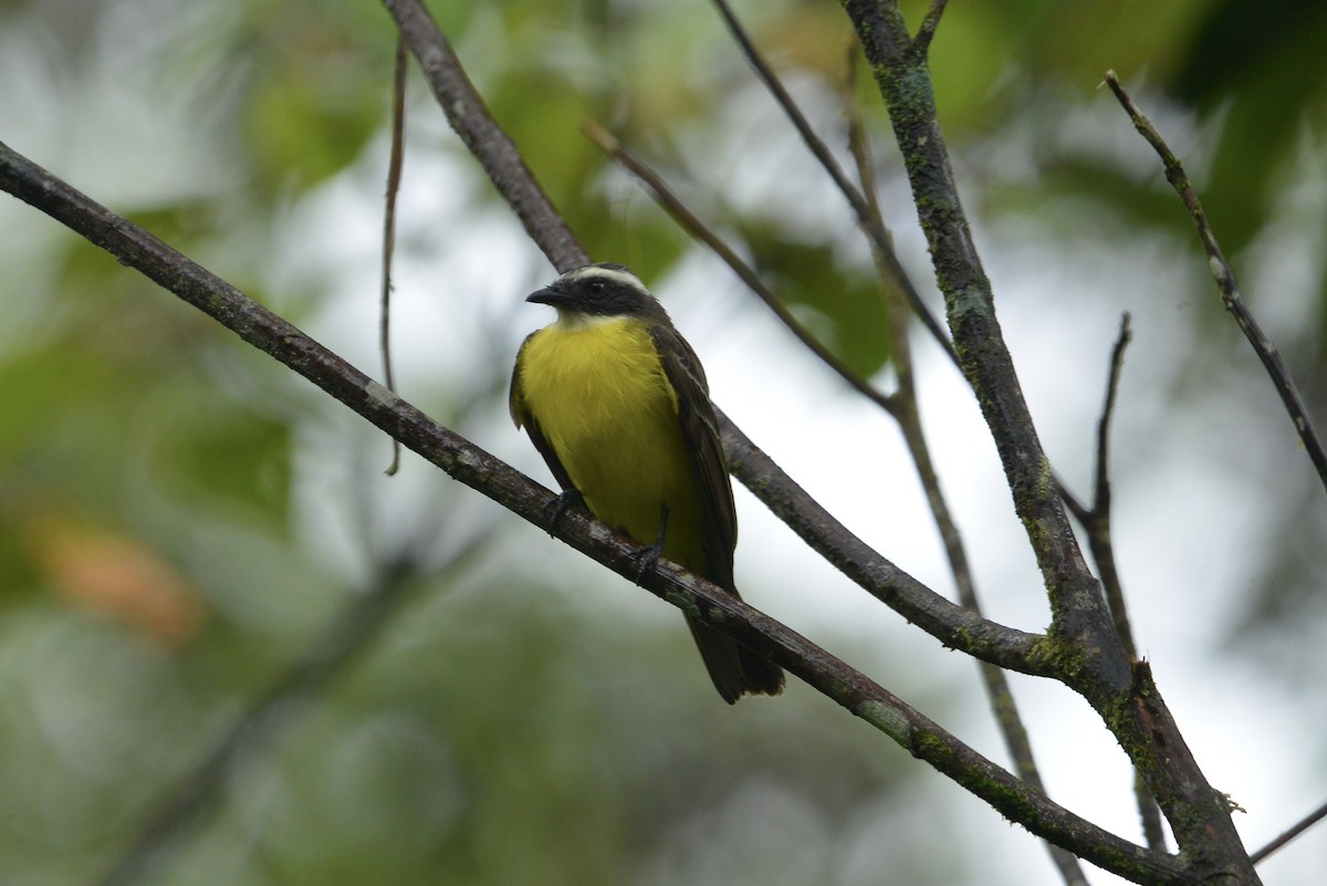 Красношапочный бентеви [группа similis] - ML644729905