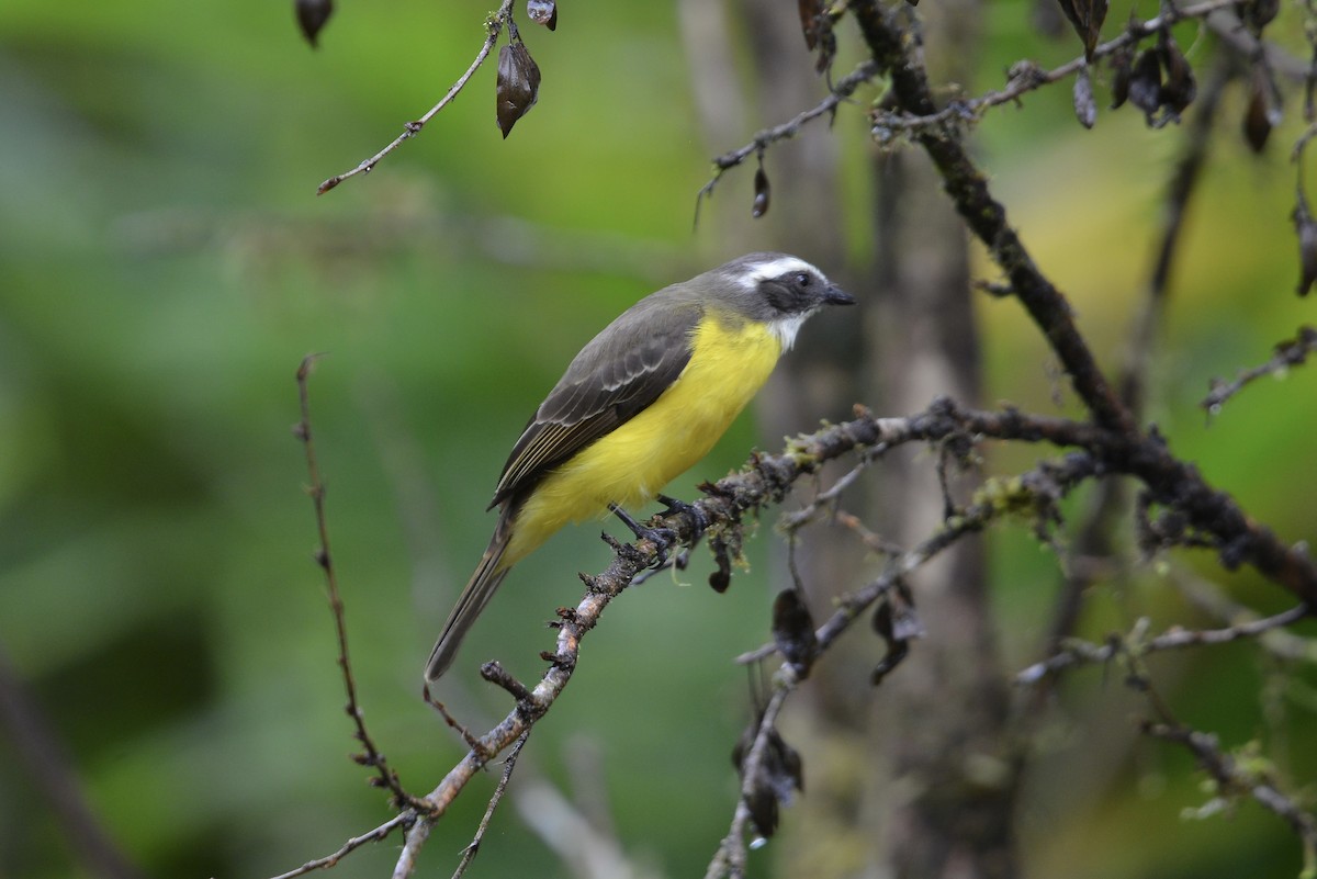 Красношапочный бентеви [группа similis] - ML644729906