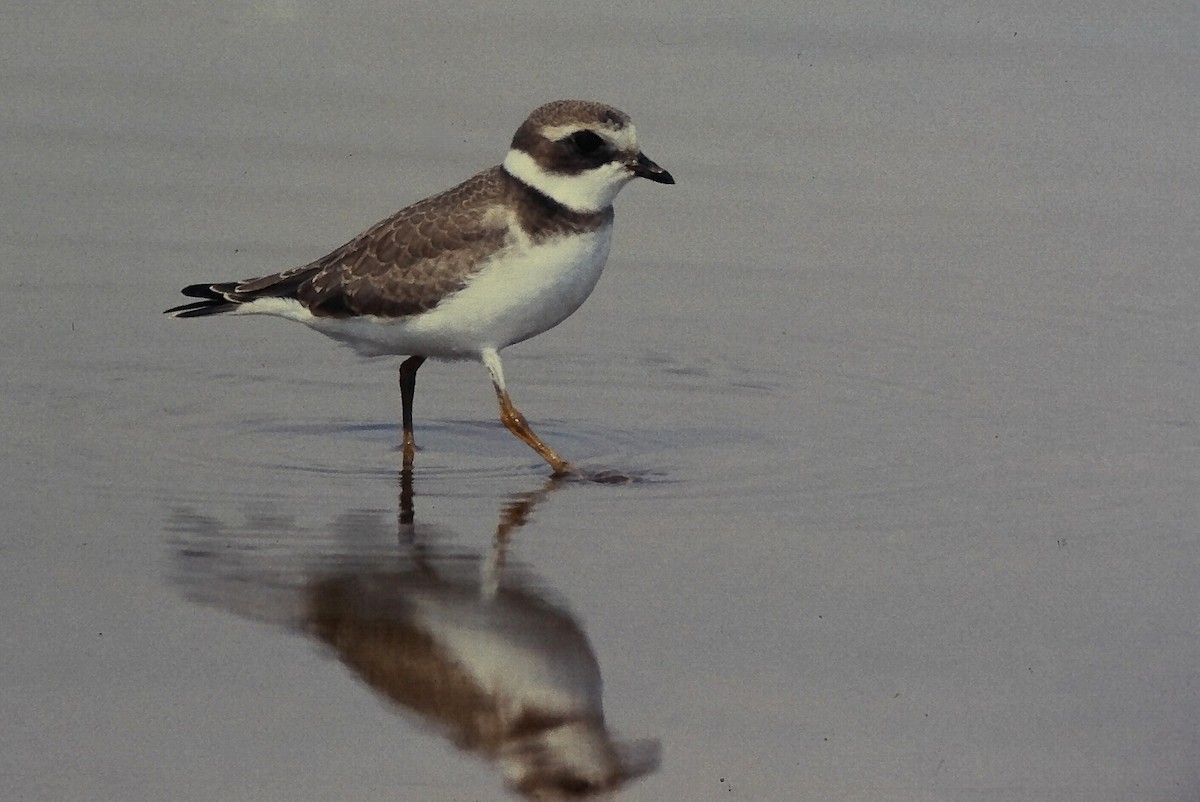 Пісочник канадський - ML644729913