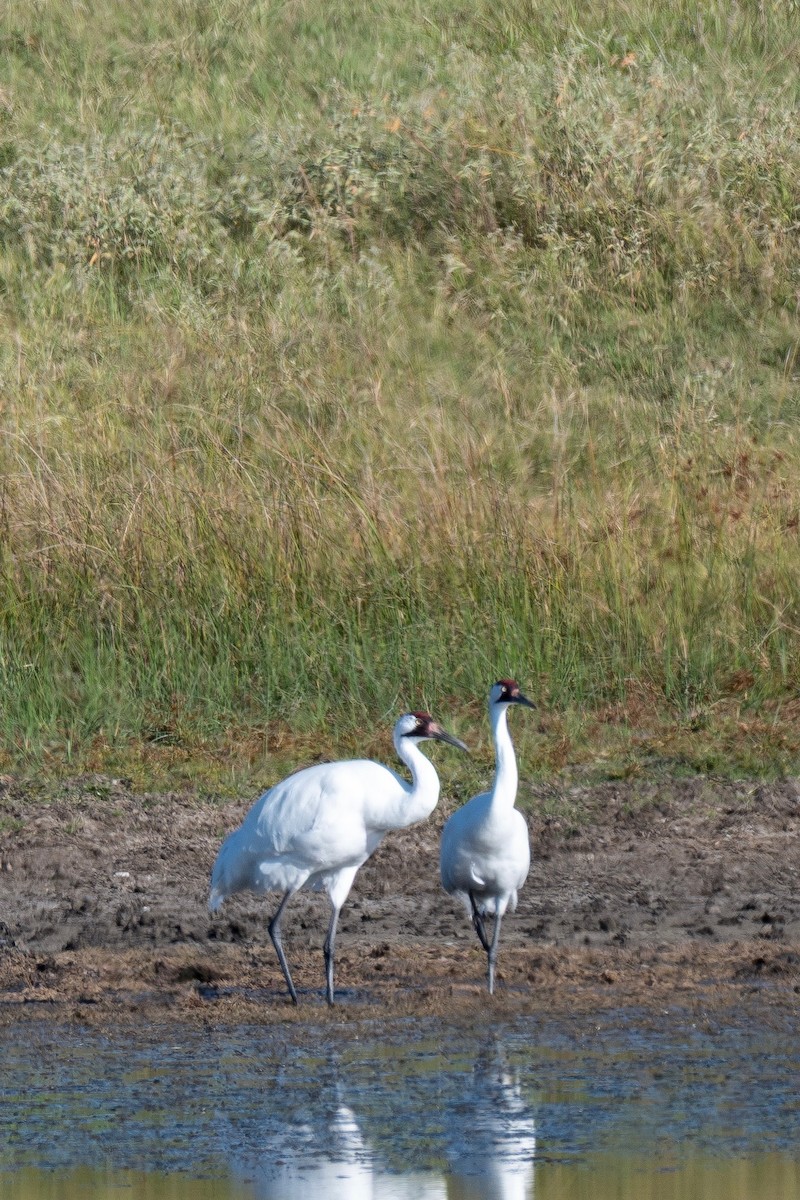 アメリカシロヅル - ML644729925