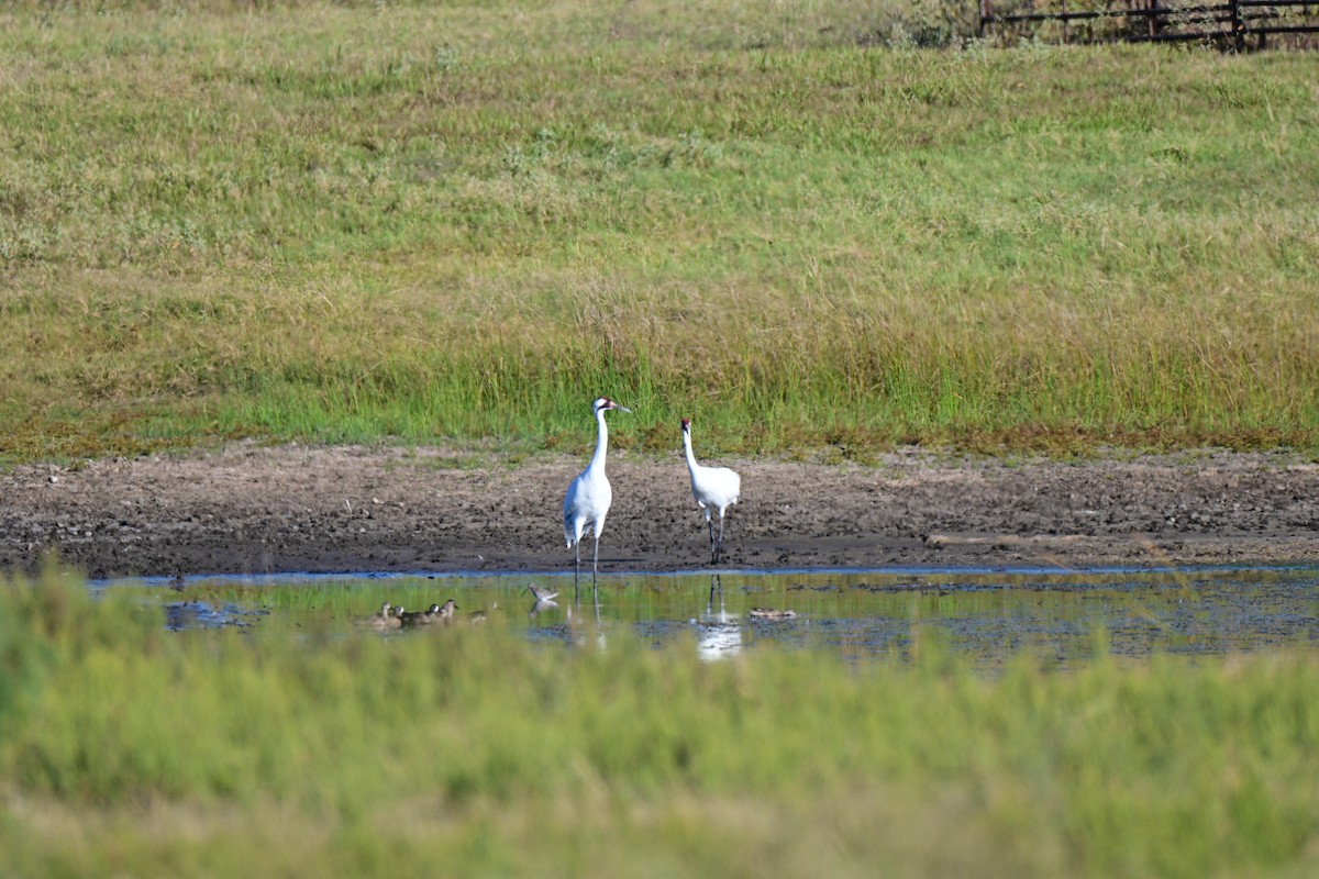 trompettrane - ML644729926