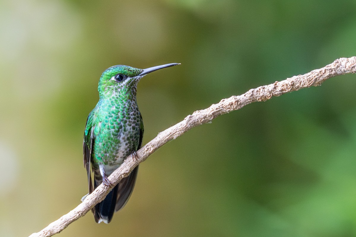 Green-crowned Brilliant - ML644729927