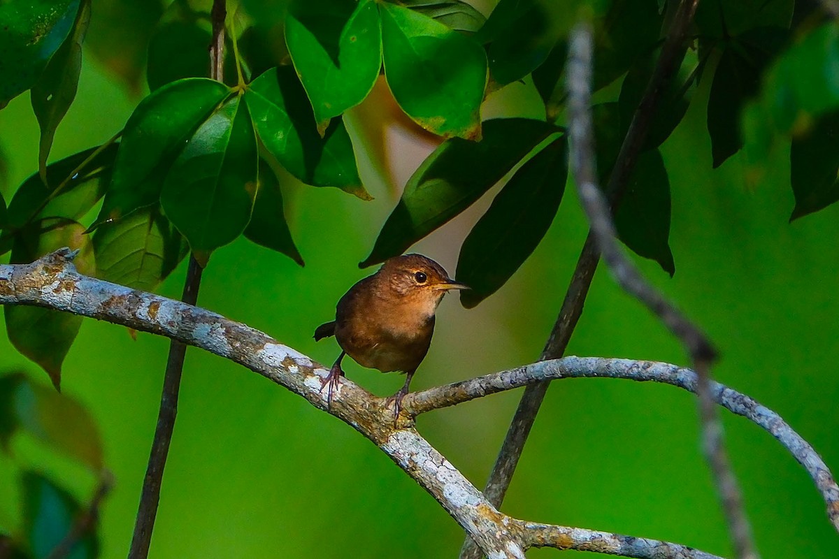 Southern House Wren - ML644729955