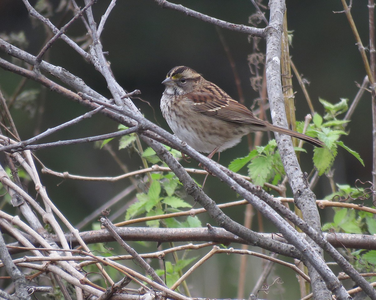 hvitstrupespurv - ML644729971