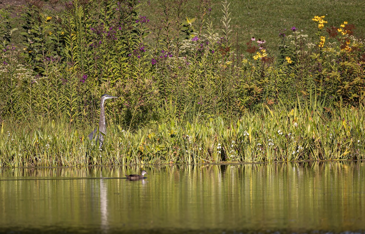 Great Blue Heron - ML644729981