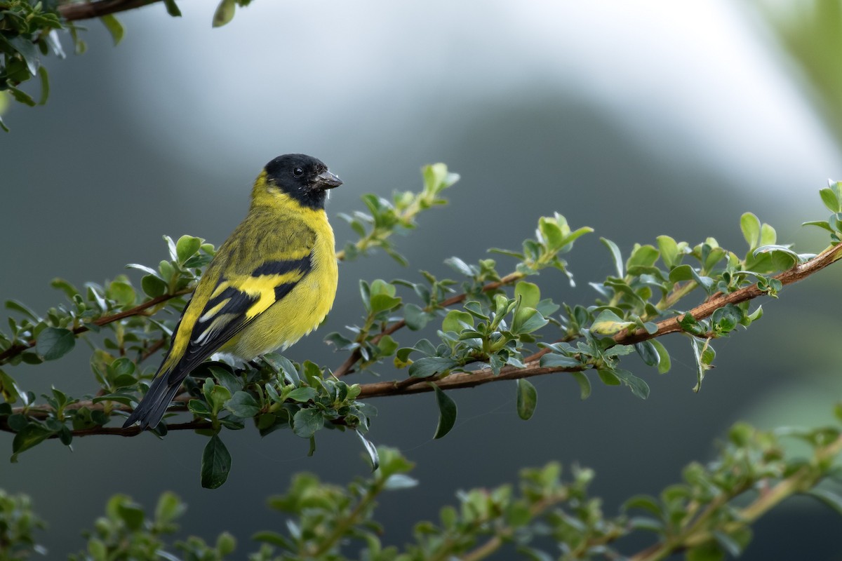 hettesisik - ML644730008