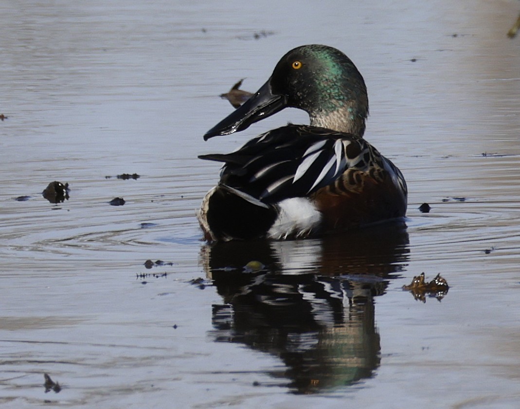 Mestolone - ML644730023